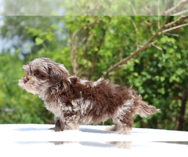 Medium Photo #27 ShihPoo Puppy For Sale in DYERSBURG, TN, USA