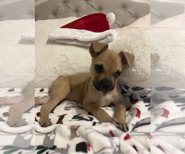 Medium Photo #4 Pug-Unknown Mix Puppy For Sale in The Woodlands, TX, USA