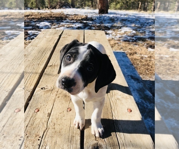 Medium Photo #1 American Bulldog Puppy For Sale in FLORISSANT, CO, USA