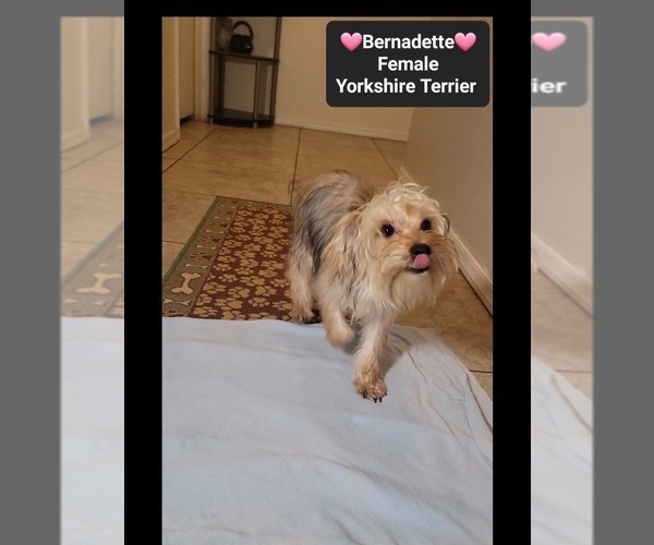 Medium Photo #3 Yorkshire Terrier Puppy For Sale in TUCSON, AZ, USA