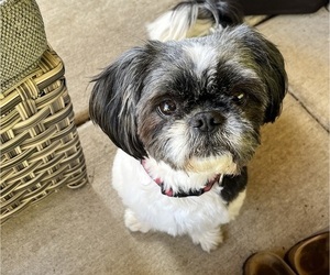 Father of the Shih Tzu puppies born on 08/28/2026