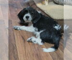Small #2 Beagle-Cockapoo Mix