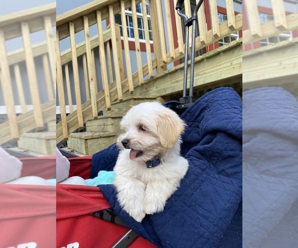 Medium Photo #22 Maltese Puppy For Sale in OCKLAWAHA, FL, USA