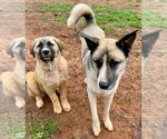 Small #1 Anatolian Shepherd-Great Pyrenees Mix