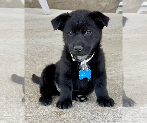 Medium Photo #3 Mutt Puppy For Sale in Corona, CA, USA