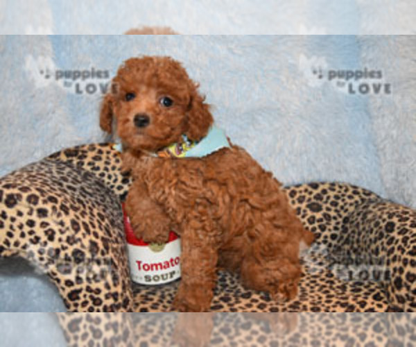Medium Photo #16 Poodle (Toy) Puppy For Sale in SANGER, TX, USA