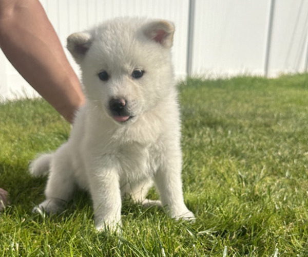Medium Photo #1 Akita Puppy For Sale in ONTARIO, CA, USA