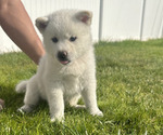 Small Photo #1 Akita Puppy For Sale in ONTARIO, CA, USA