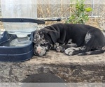 Puppy 4 American Bully-Cane Corso Mix