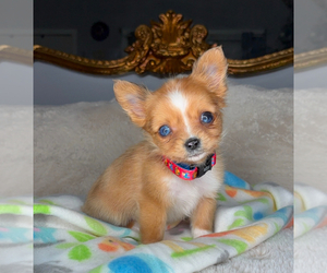 Chihuahua Puppy for sale in CHARLOTTE, NC, USA