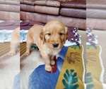 Small Photo #6 Golden Retriever Puppy For Sale in DAKOTA, MN, USA