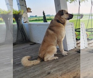 Father of the Anatolian Pyrenees puppies born on 03/17/2026
