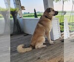 Small Photo #1 Anatolian Pyrenees Puppy For Sale in LEWIS, IA, USA