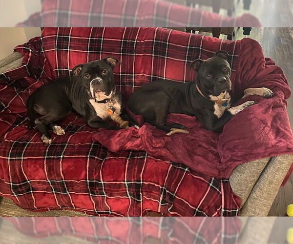 Medium Photo #5 Bulldog Puppy For Sale in Doylestown, PA, USA