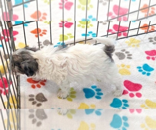 Medium Photo #6 Havapoo Puppy For Sale in ORO VALLEY, AZ, USA