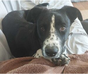 Pointer-Spaniel Mix Dogs for adoption in Coldwater, MI, USA