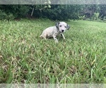 Small Photo #13 Dalmatian Puppy For Sale in MERRITT IS, FL, USA