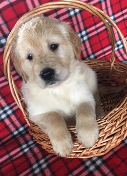 Medium Photo #1 Golden Retriever Puppy For Sale in BELLEVILLE, PA, USA