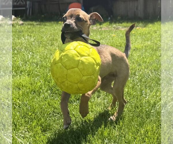 Medium Photo #6 Bulldog-Chihuahua Mix Puppy For Sale in North Royalton, OH, USA