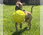 Small #5 Bulldog-Chihuahua Mix