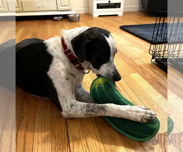Medium Photo #3 Borador Puppy For Sale in Wakefield, RI, USA