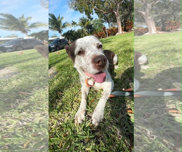 Medium Photo #1 Mutt Puppy For Sale in Pompano Beach , FL, USA