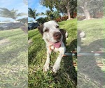 Small Photo #1 Mutt Puppy For Sale in Pompano Beach , FL, USA