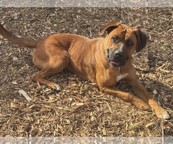 Medium Photo #3 Bullmastiff-Unknown Mix Puppy For Sale in Woodland Hills, CA, USA