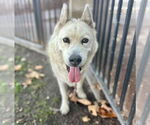 Small #1 German Shepherd Dog-Siberian Husky Mix