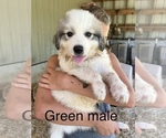 Small Photo #20 Great Pyrenees Puppy For Sale in KIRBYVILLE, MO, USA