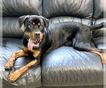 Small #2 Rottweiler