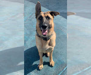 German Shepherd Dog Dogs for adoption in Rootstown, OH, USA