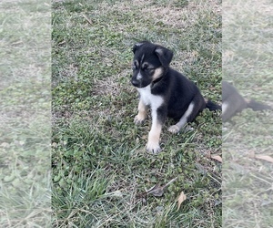 German Shepherd Dog-Siberian Husky Mix Puppy for sale in SHELBY, NC, USA