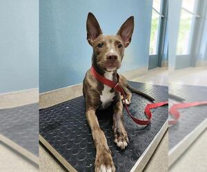 Mutt Dogs for adoption in Newton, NC, USA
