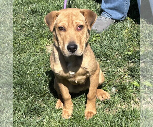 Medium Photo #2 Beagle-Unknown Mix Puppy For Sale in Batavia, OH, USA