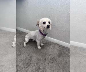Chorkie Puppy for sale in AURORA, CO, USA