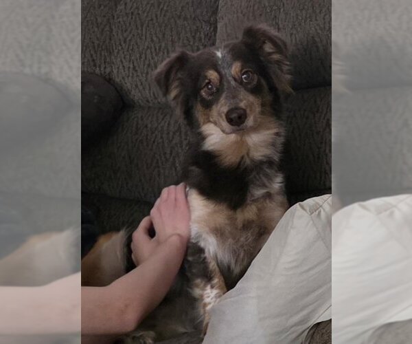 Medium Photo #2 Australian Shepherd-Unknown Mix Puppy For Sale in Minneapolis, MN, USA