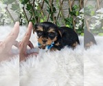 Tiny Tucker - Male Yorkshire Terrier Puppy for Sale - Photo #5