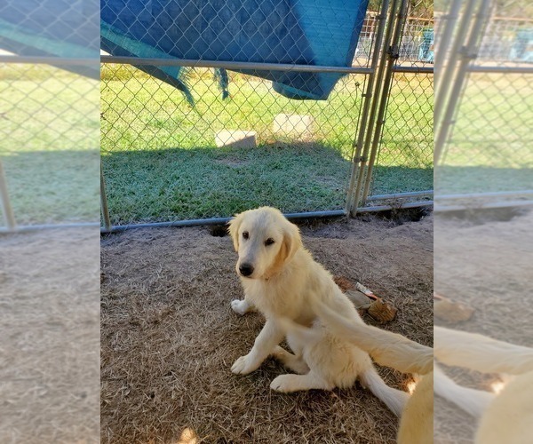 Medium Photo #3 Great Pyrenees Puppy For Sale in ORANGE, TX, USA