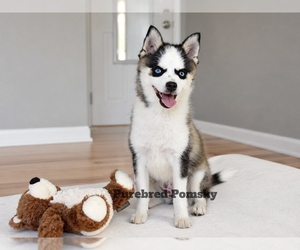 Pomsky Puppy for sale in KANSAS CITY, MO, USA