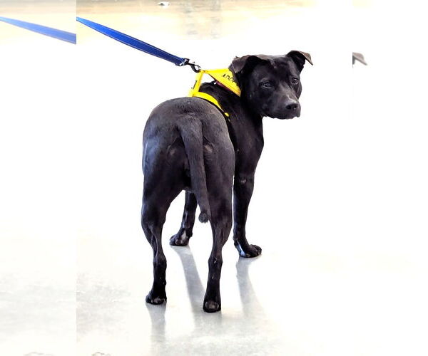 Medium Photo #4 Bulldog Puppy For Sale in Milner, GA, USA