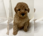 Small #6 Goldendoodle (Miniature)
