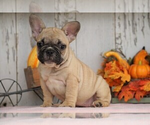 French Bulldog Puppy for sale in FREDERICKSBG, OH, USA