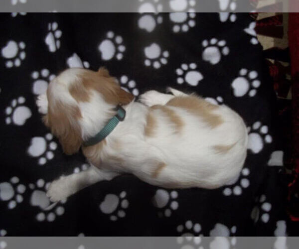 Medium Photo #3 Cavalier King Charles Spaniel Puppy For Sale in DALLAS, TX, USA