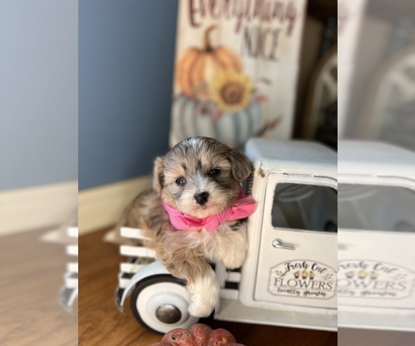 Medium Photo #2 Miniature Australian Shepherd-Poodle (Toy) Mix Puppy For Sale in RICHLAND, MO, USA