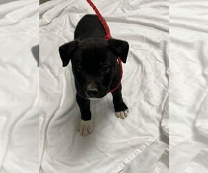 Mutt Dogs for adoption in Las Vegas, NV, USA