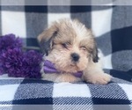 Small Photo #2 Shorkie Tzu Puppy For Sale in LAKELAND, FL, USA