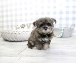 Small Photo #6 Morkie Puppy For Sale in MARIETTA, GA, USA