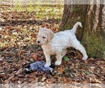 Small Photo #11 Goldendoodle Puppy For Sale in ATHENS, GA, USA