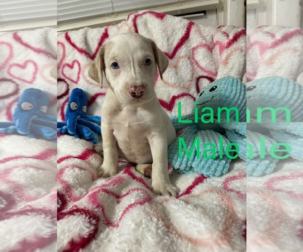 Medium Photo #1 Labrador Retriever-Unknown Mix Puppy For Sale in pomfret, CT, USA